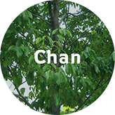 The University's Tree